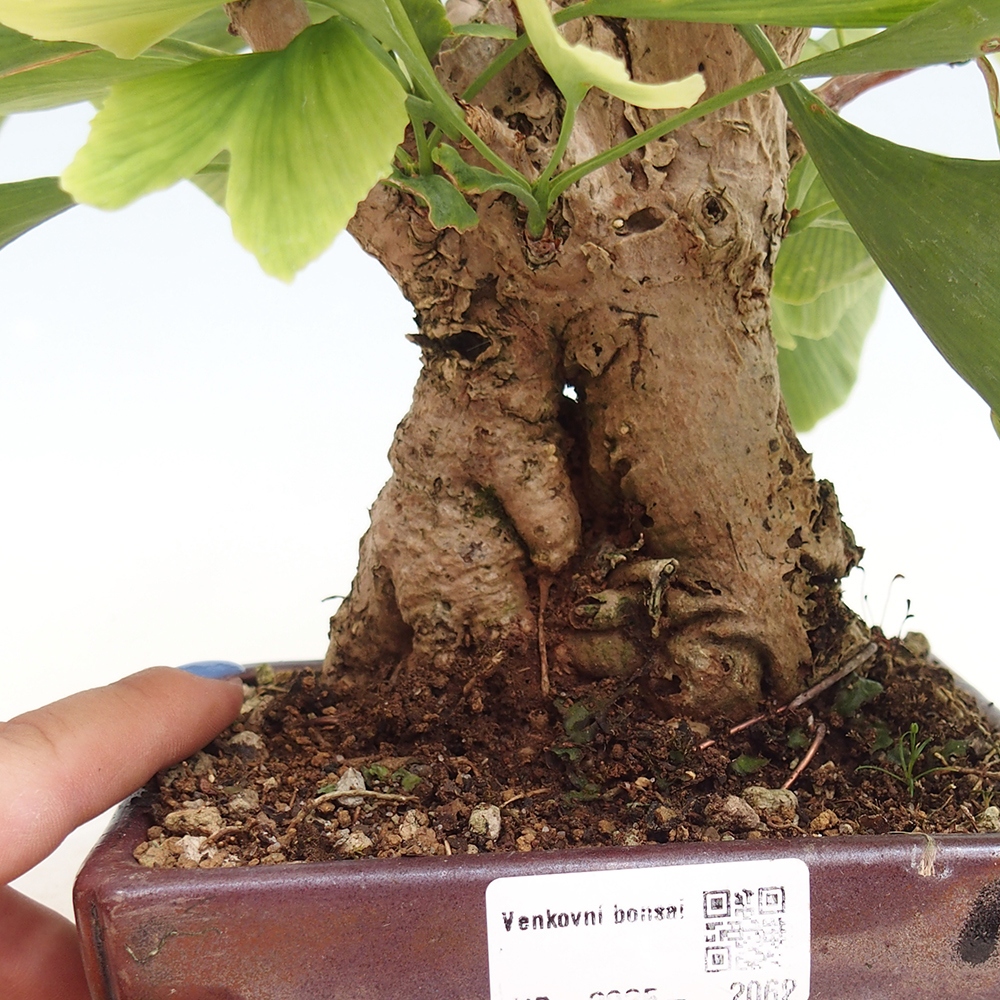 Outdoor bonsai - Jinan biloba - Ginkgo biloba