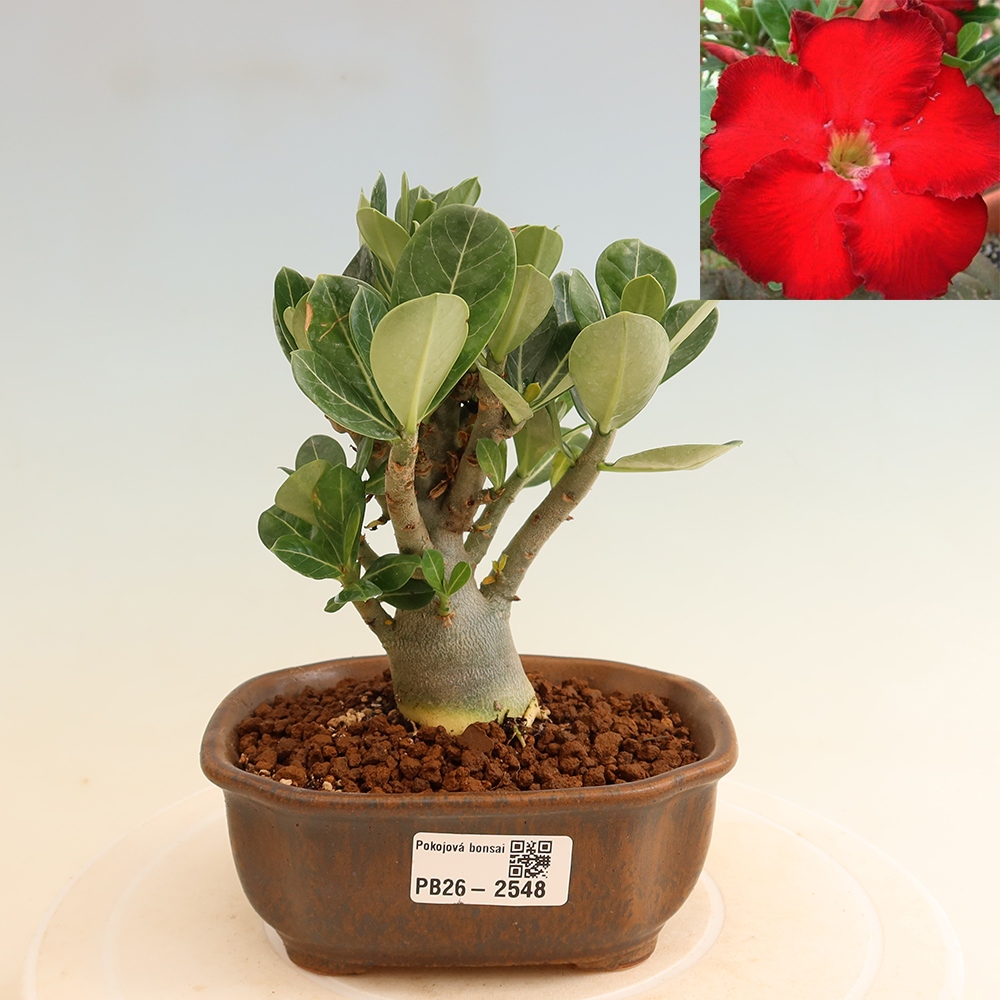 Bonsai pokojowe – Adenium obesum Red Star – Róża pustynna