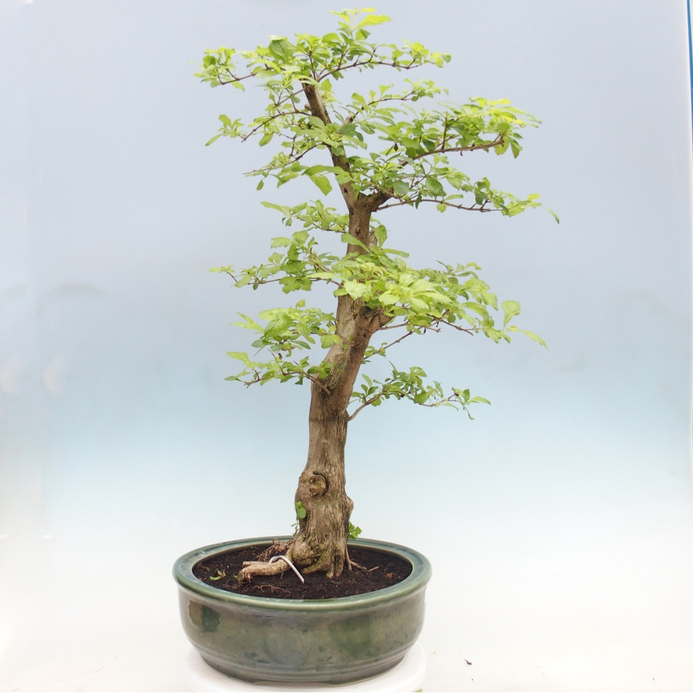 Bonsai pokojowe - Duranta erecta Aurea - WYŁĄCZNIE ODBIÓR OSOBISTY lub transport paletowy
