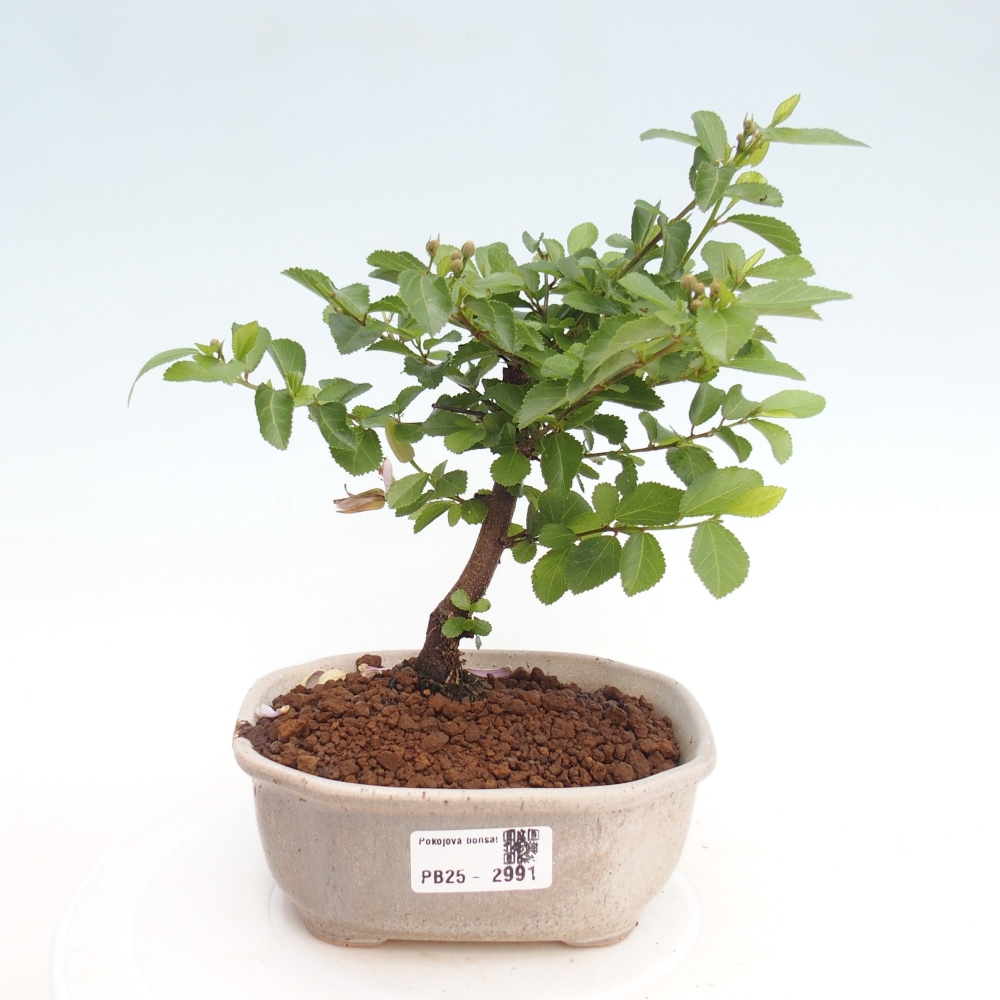 Kryty bonsai - Grewia occidentalis - Lawendowa gwiazda