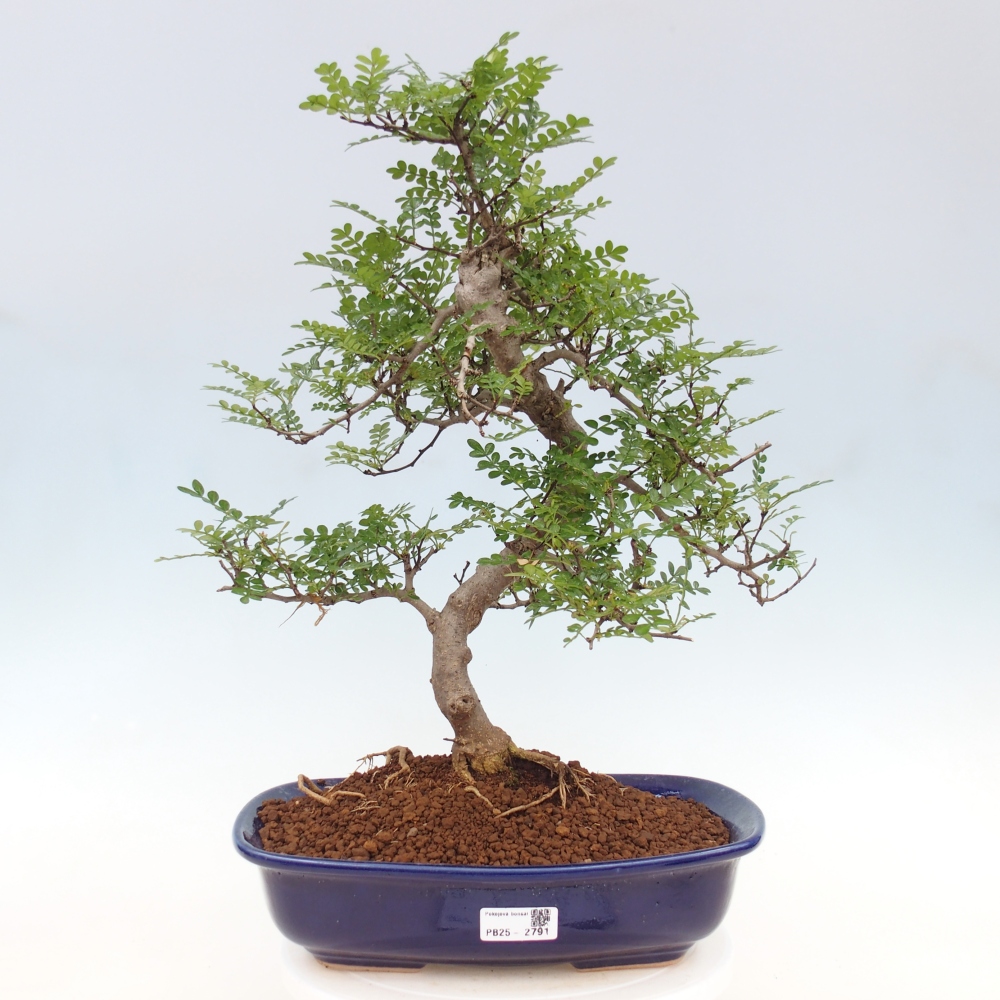 Bonsai do wnętrz - Zantoxylum piperitum - Mięta pieprzowa