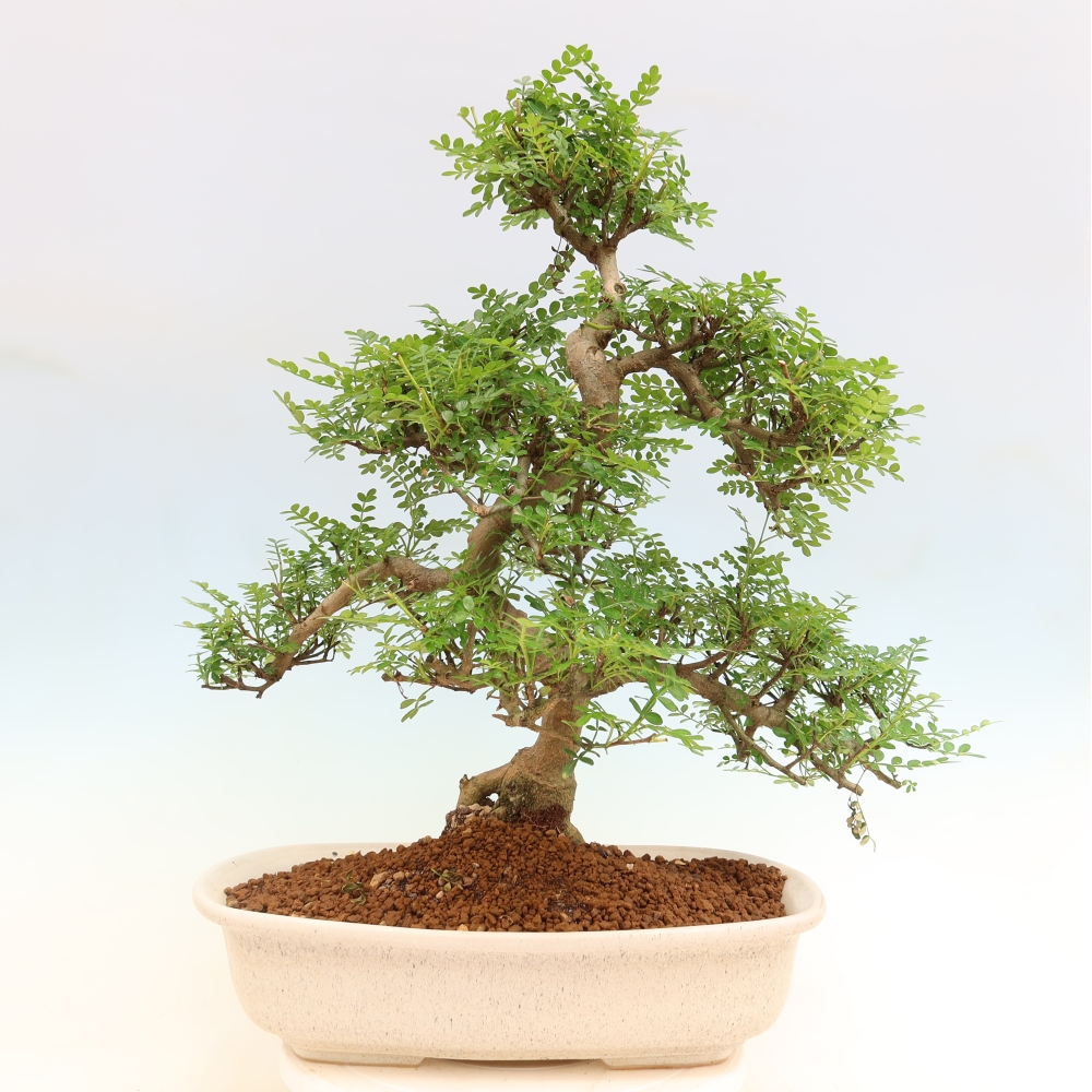 Pokój bonsai - Zantoxylum piperitum - drzewo pieprzowe