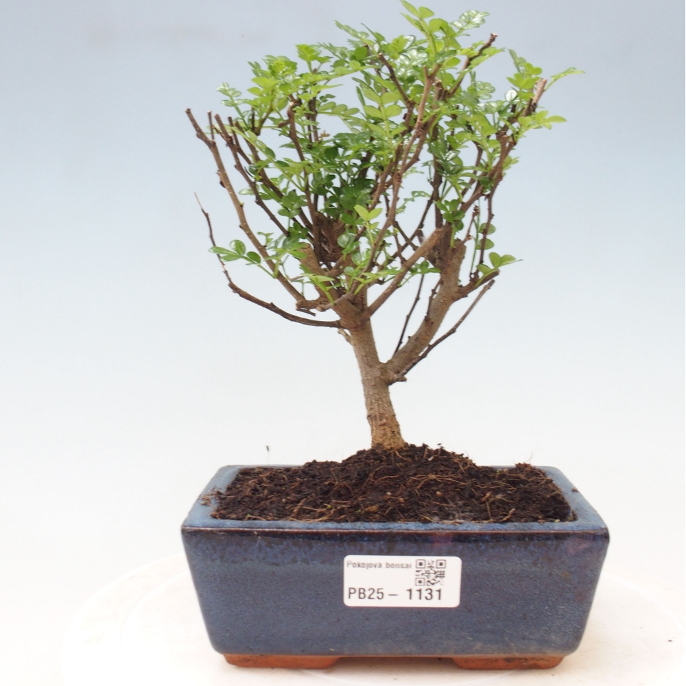 Kryty bonsai - Zantoxylum piperitum - Mięta pieprzowa