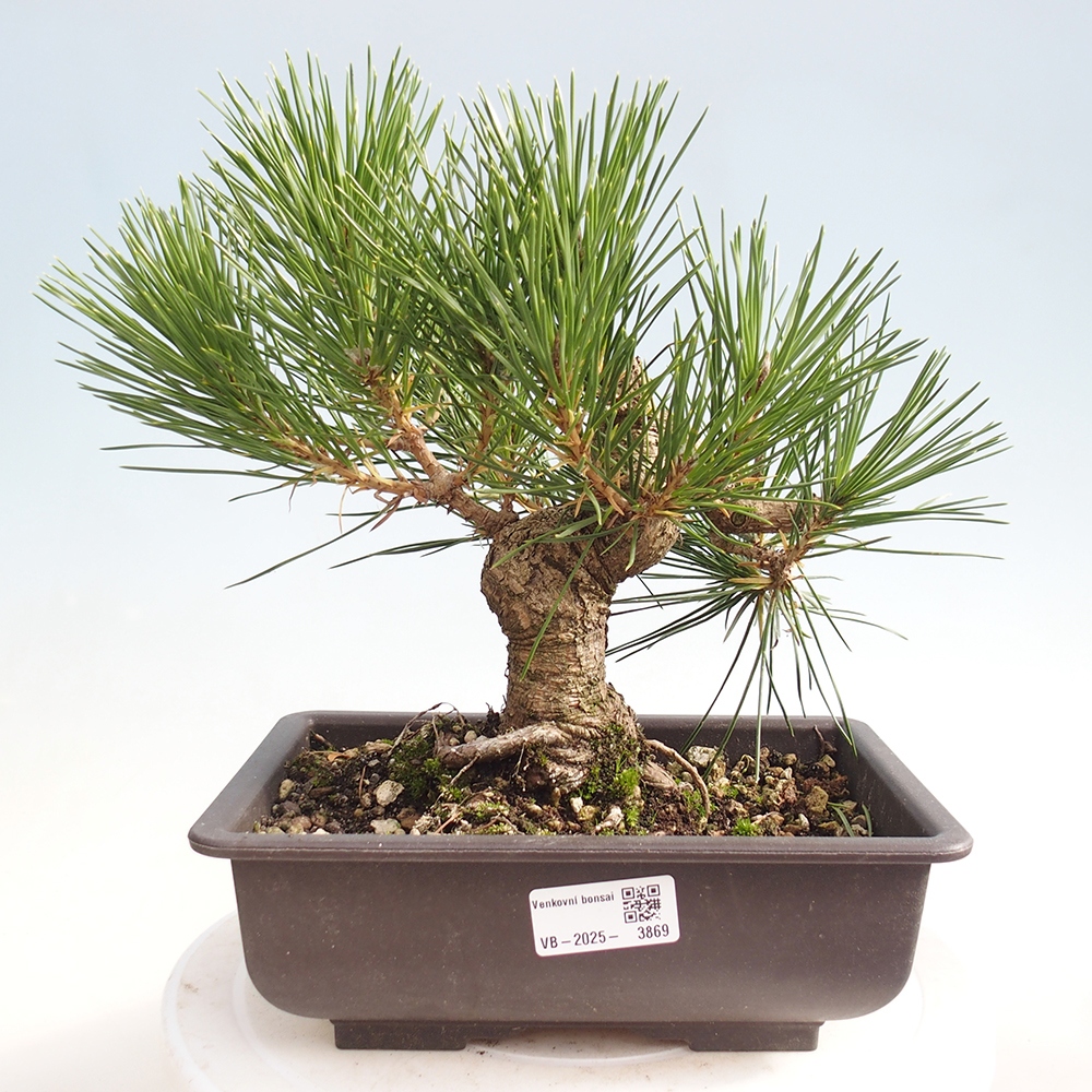 Outdoor bonsai - Pinus thunbergii - sosna Thunberga