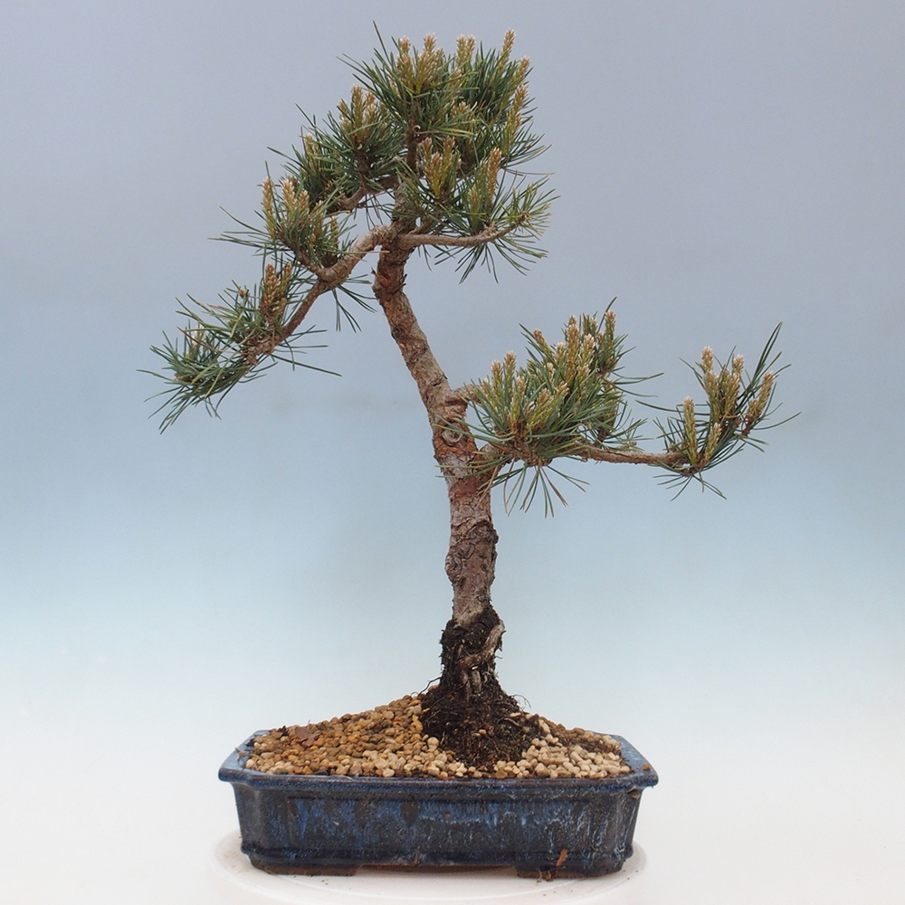 Outdoor bonsai - Pinus Sylvestris - sosna zwyczajna