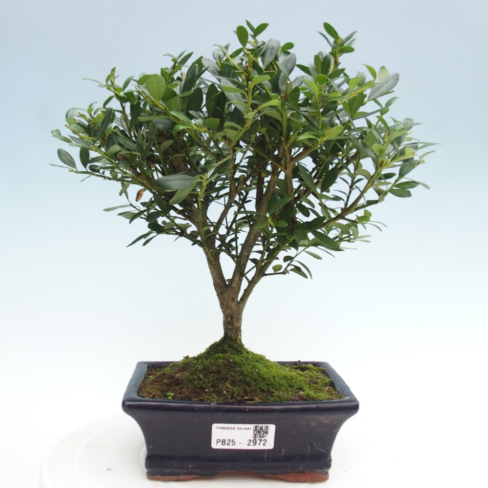 Kryty bonsai - Ilex crenata - Holly