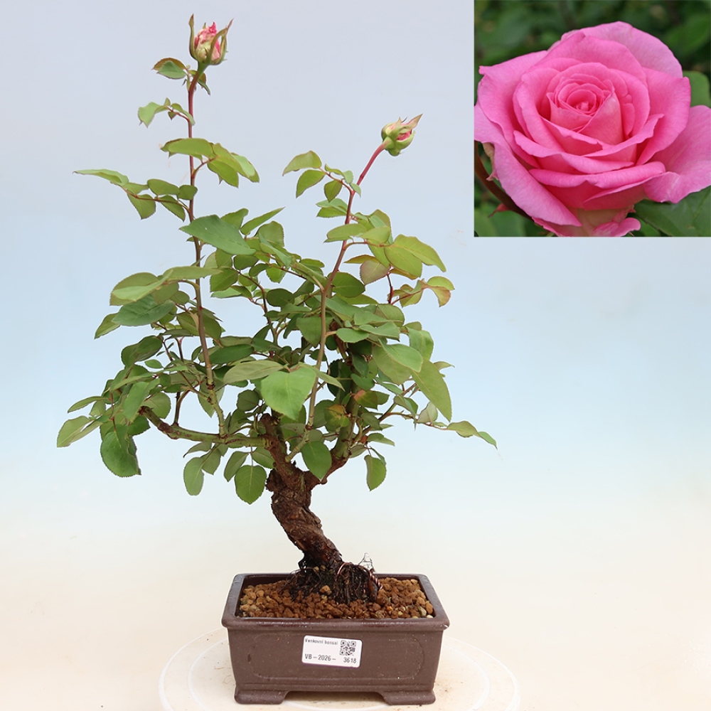 Bonsai ogrodowe – Rosa Kordes – róża