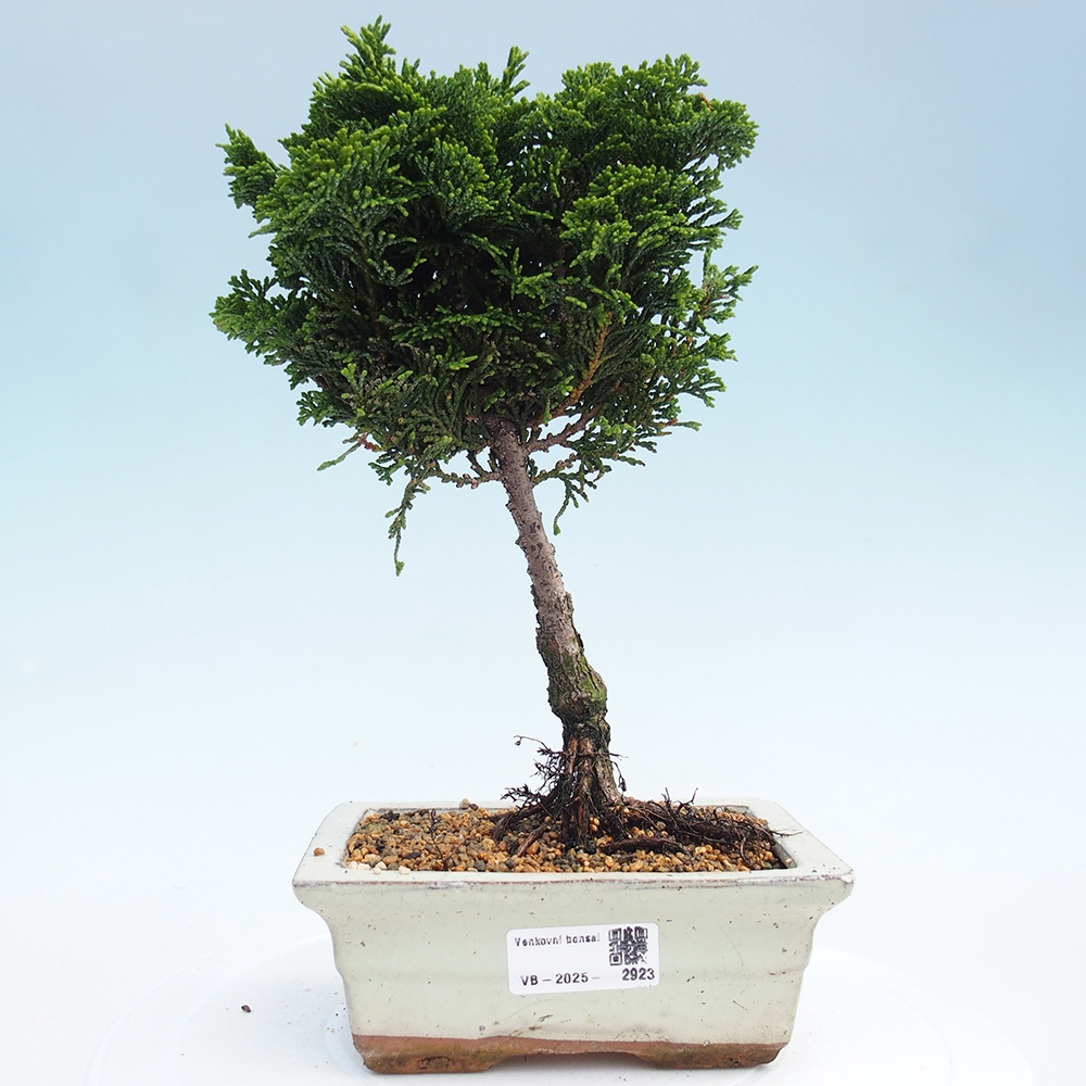 Bonsai na zewnątrz - Cham.pis obtusa Nana Gracilis - Cyprys