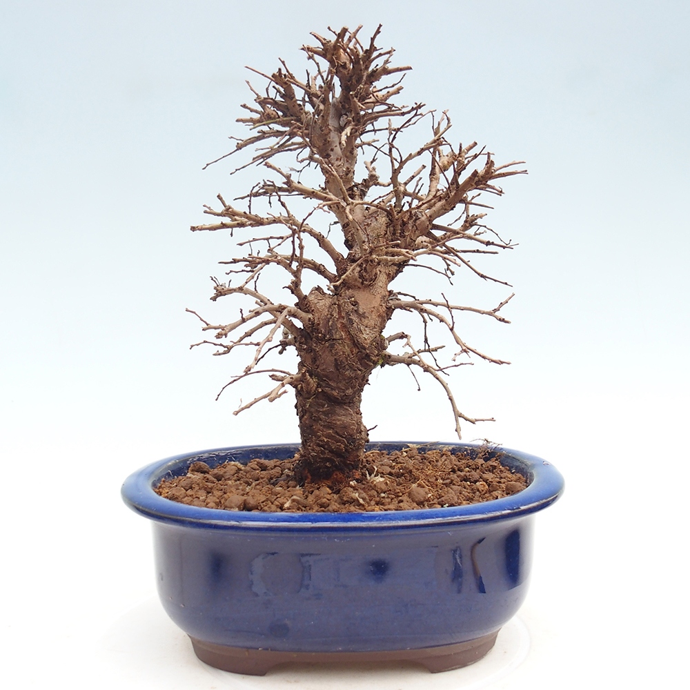 Bonsai zewnętrzne - Zelkova - Zelkova NIRE