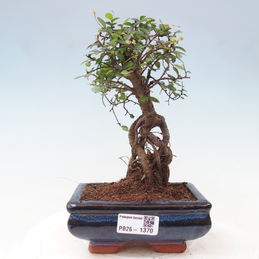 Pokój bonsai - Ulmus parvifolia - Wiąz drobnolistny