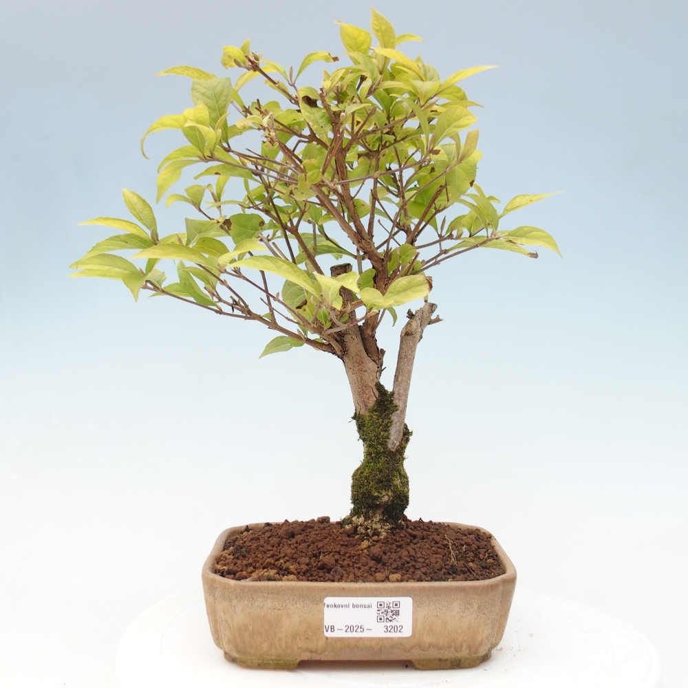 Outdoor bonsai - callicarpa jap Leucocarpa