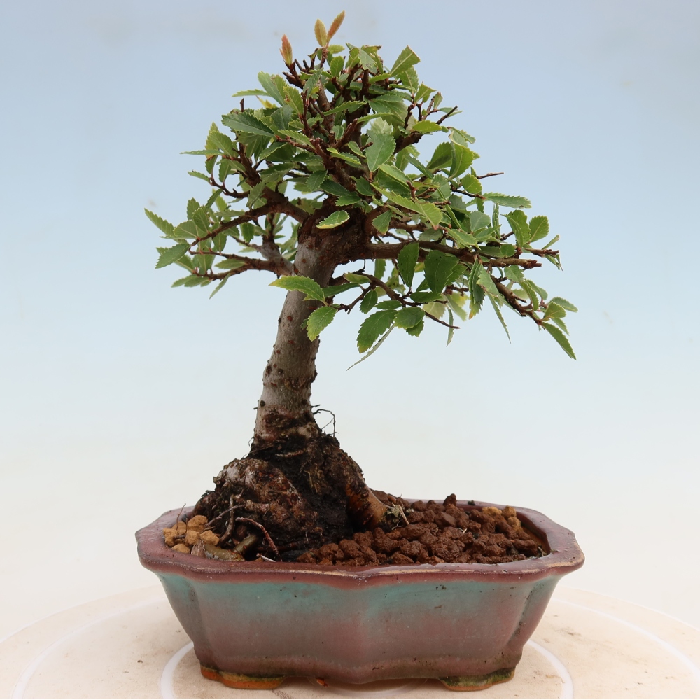 Bonsai zewnętrzne - Zelkova - Zelkova NIRE