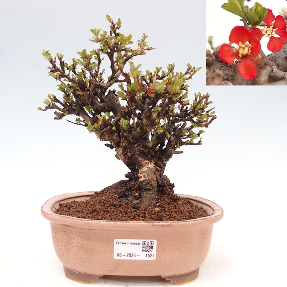 Bonsai zewnętrzne - Chaneomeles speciosa - Pigwa