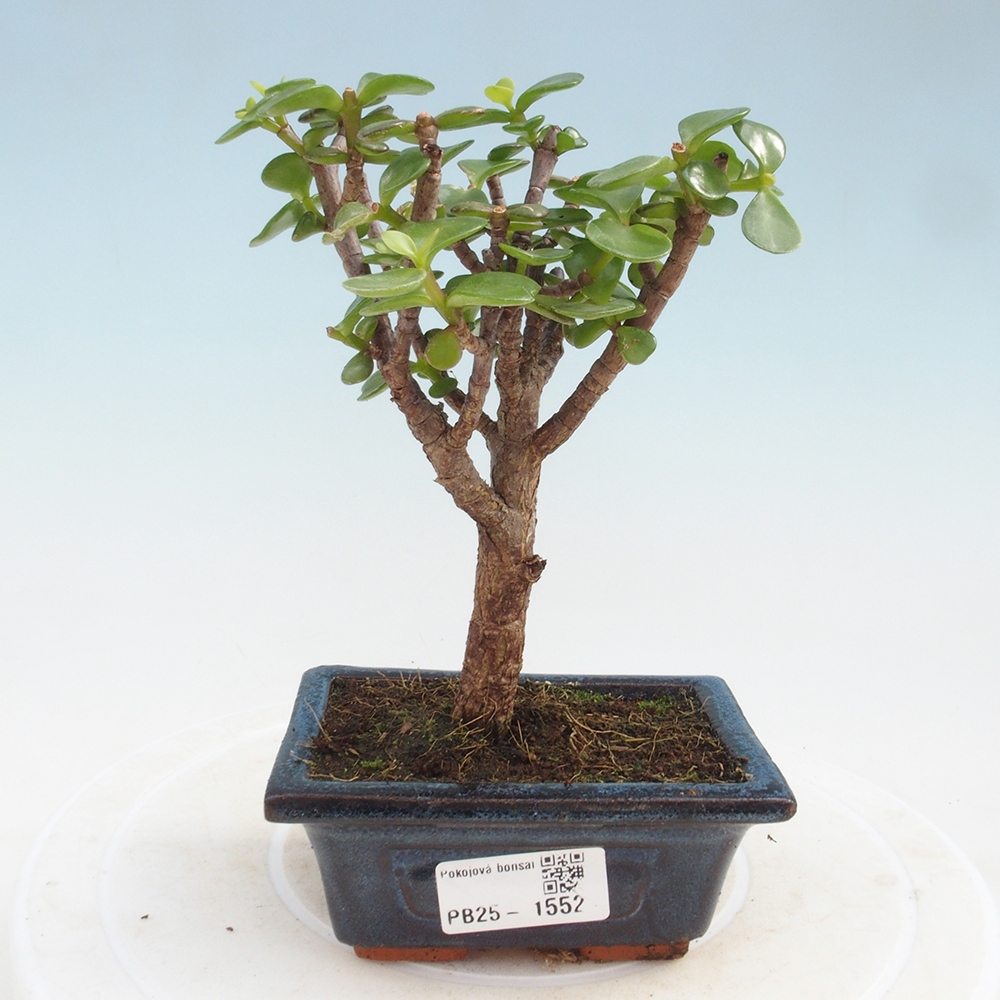 Kryte bonsai - Portulakaria Afra - Tlustice