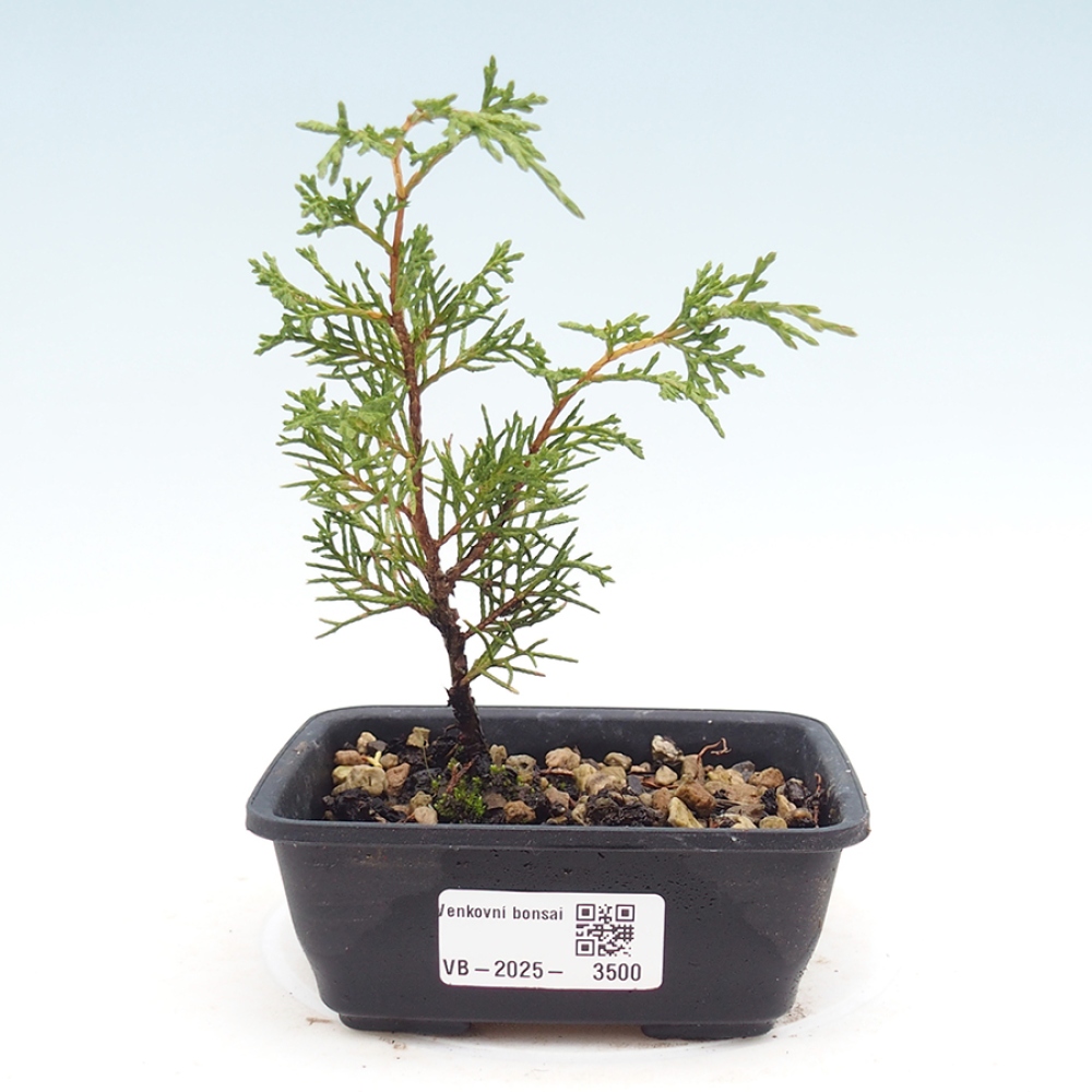 Outdoor bonsai - Juniperus chinensis Itoigawa