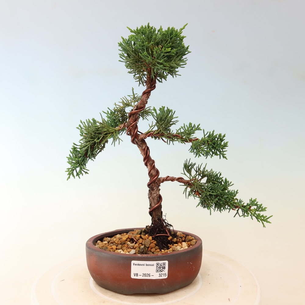 Outdoor bonsai - Juniperus chinensis Kishu