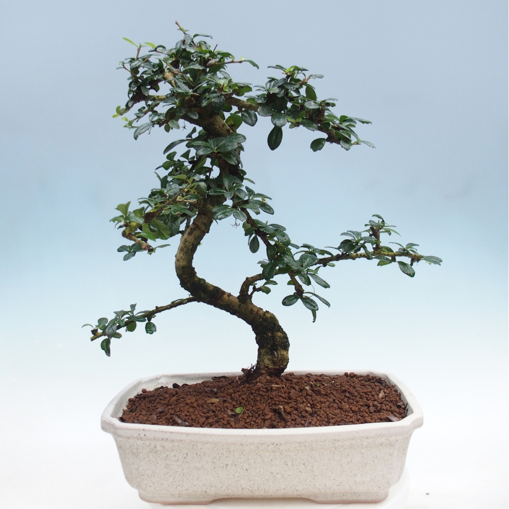 Bonsai pokojowe - Carmona macrophylla - Tea fuki