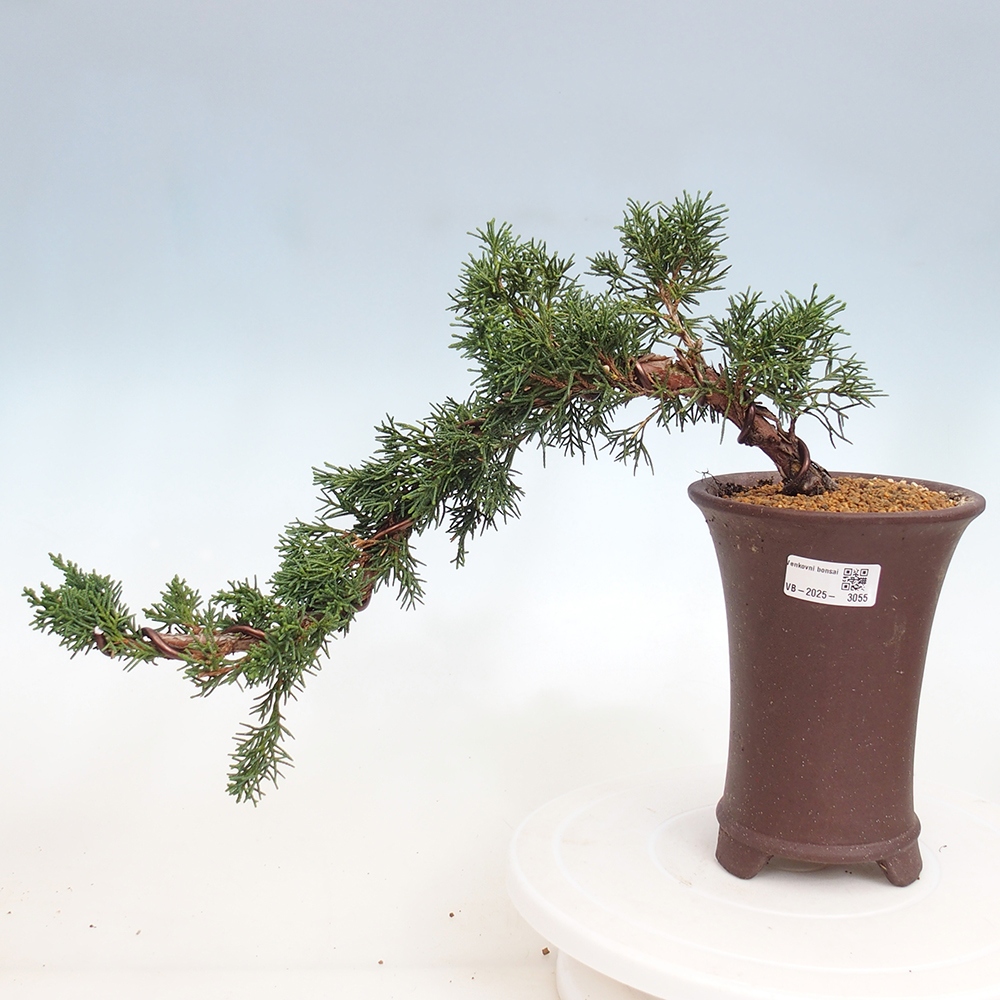 Bonsai zewnętrzne - Juniperus chinensis Kishu - Jałowiec chiński