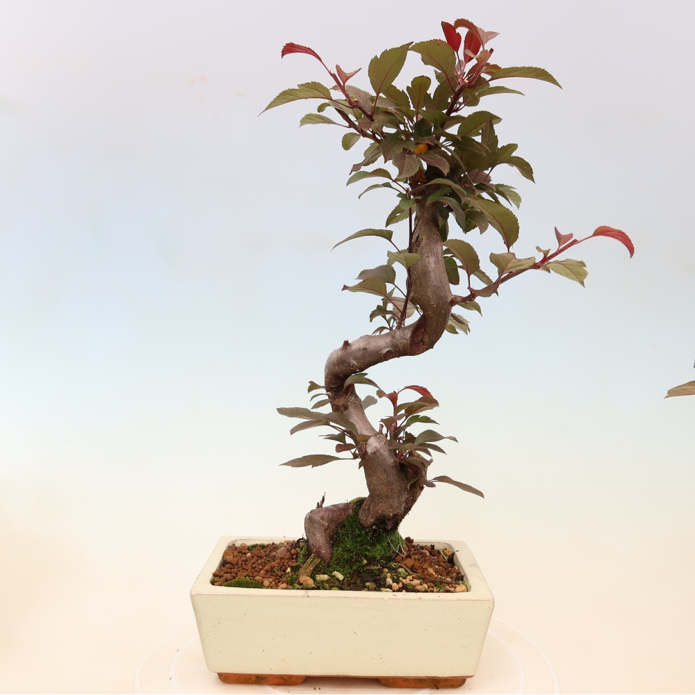 Outdoor bonsai - Malus domestica - Jabłoń czerwonolistna o małych owocach