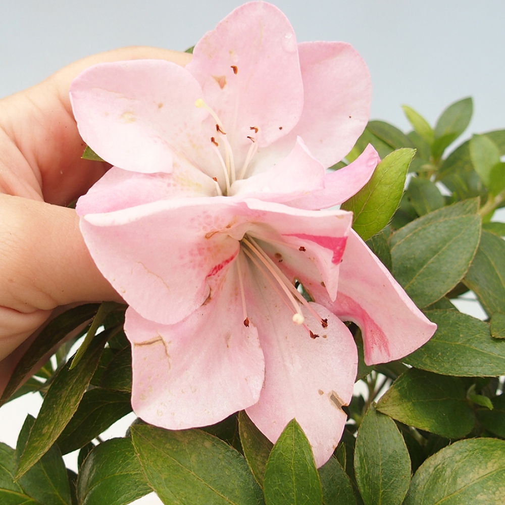 Bonsai zewnętrzne - Azalia japońska - Azalia Saien