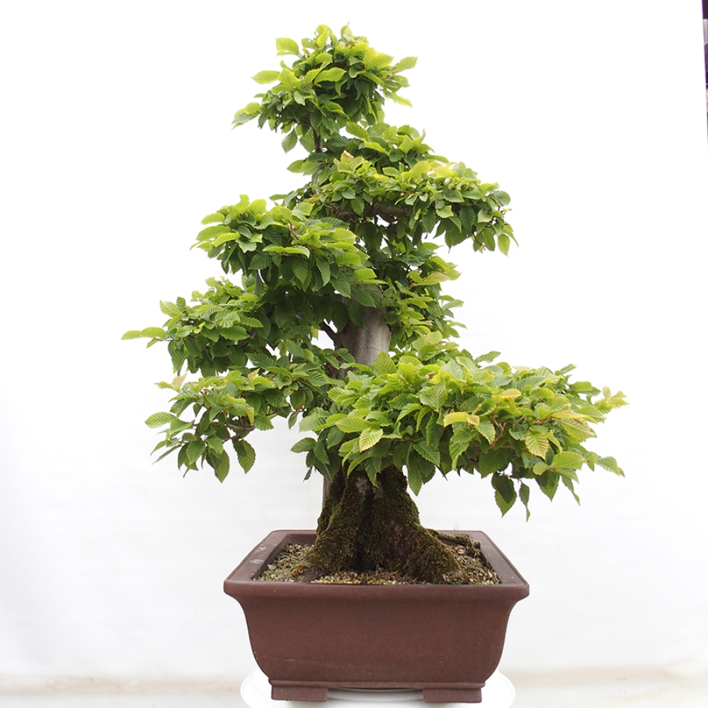 Bonsai zewnętrzne - Grab - Carpinus betulus