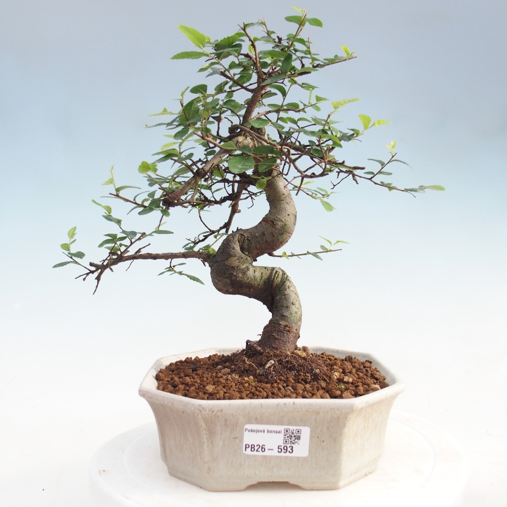 Pokój bonsai - Ulmus parvifolia - Wiąz drobnolistny
