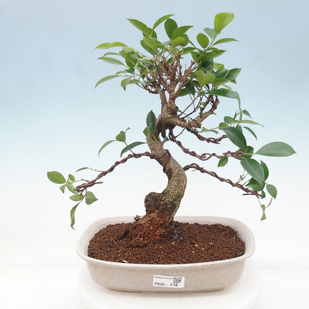 Pokój bonsai - Ficus retusa - figowiec drobnolistny