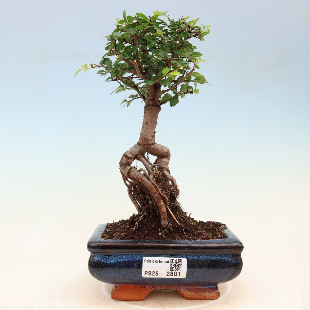Pokój bonsai - Ulmus parvifolia - Wiąz drobnolistny