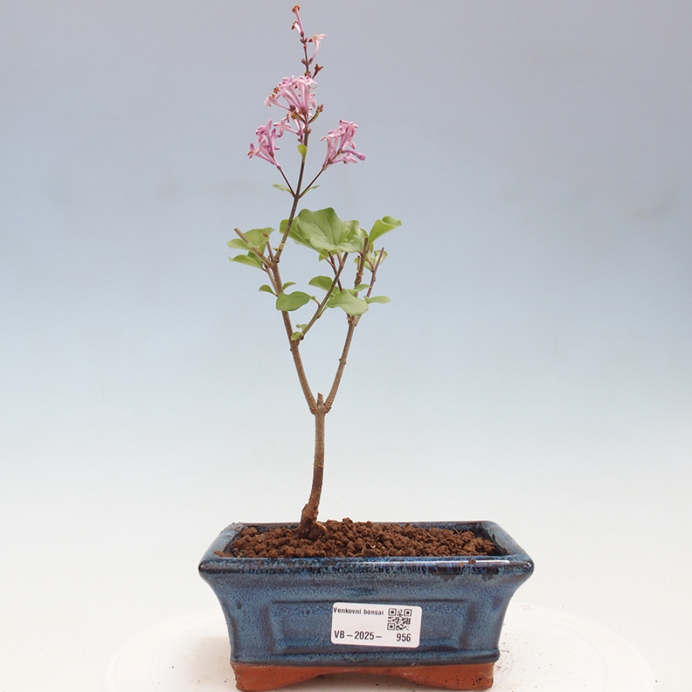 Bonsai zewnętrzne - Syringa Meyeri Palibin - Liliowy Meyera
