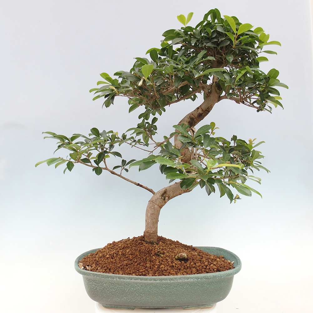 Bonsai pokojowe - Wiśnia australijska - Eugenia uniflora - WYŁĄCZNIE ODBIÓR OSOBISTY lub transport paletowy