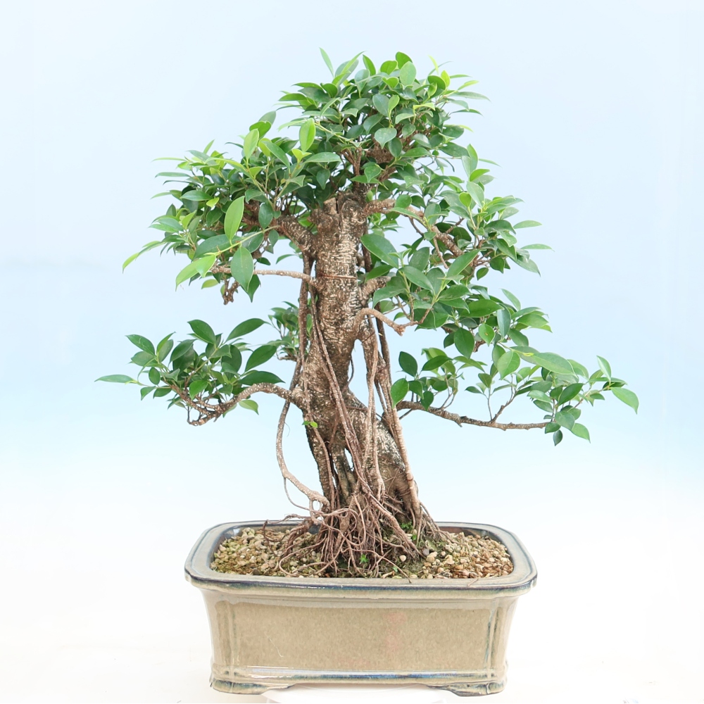 Pokój bonsai - Ficus kimmen - figowiec drobnolistny