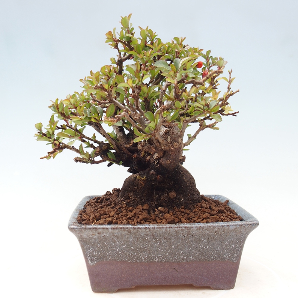 Bonsai zewnętrzne - Chaneomeles speciosa - Pigwa
