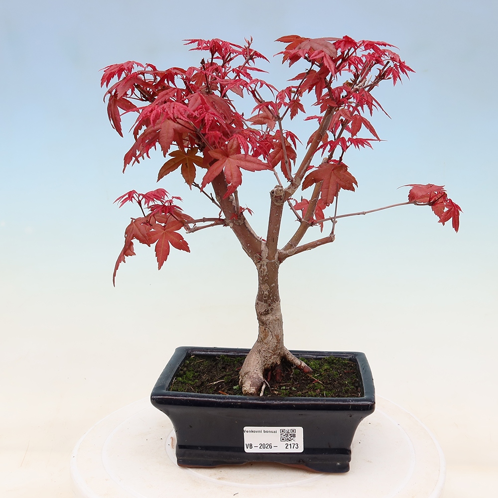 Outdoor bonsai - Acer palmatum DESHOJO