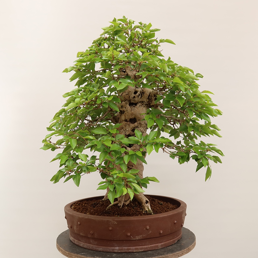 Bonsai plenerowe - Carpinus Coreana - grab koreański