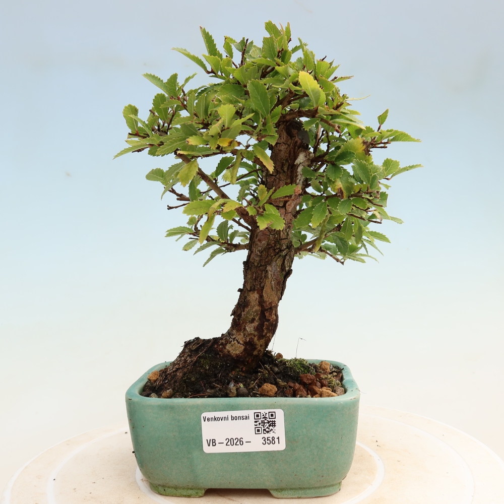 Bonsai zewnętrzne - Zelkova - Zelkova NIRE
