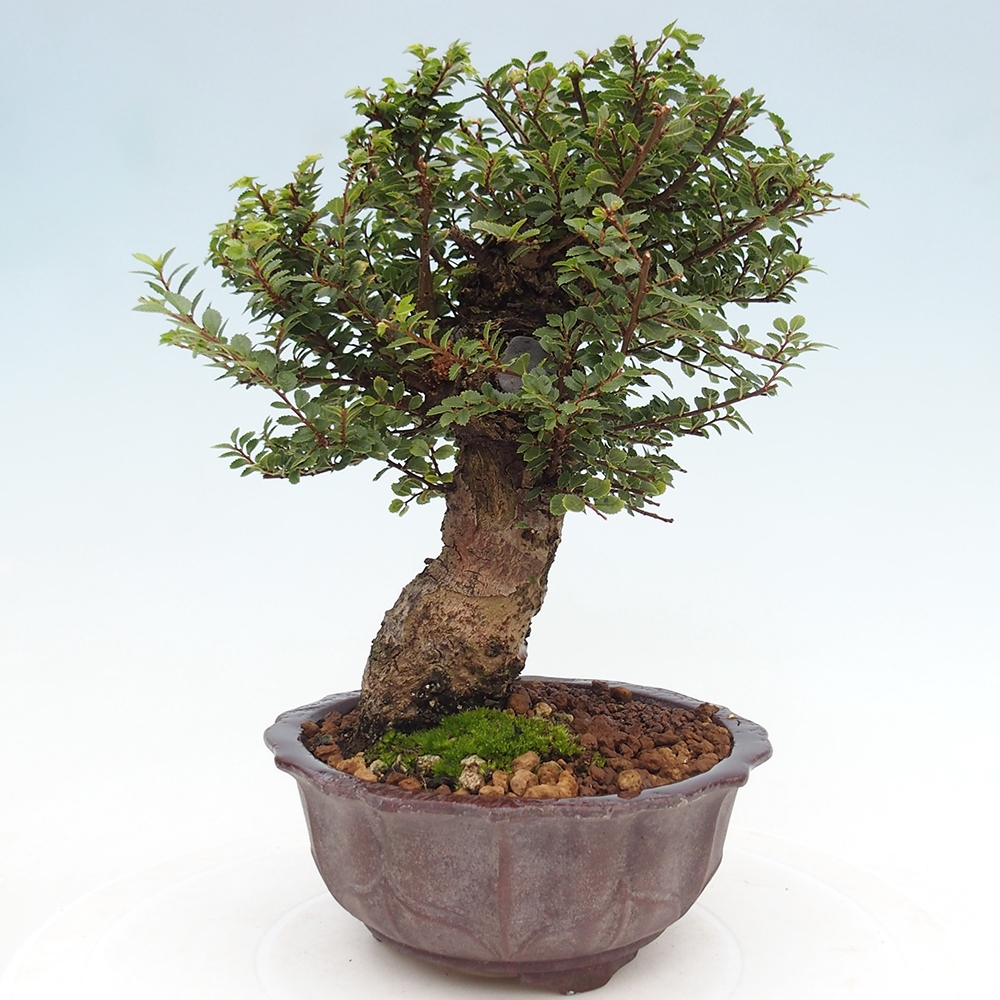 Bonsai zewnętrzne - Ulmus parvifolia Hokkaido - wiąz chiński