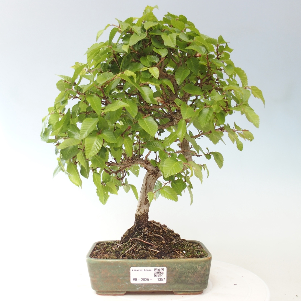 Outdoor bonsai - Carpinus CARPINOIDES - grab koreański