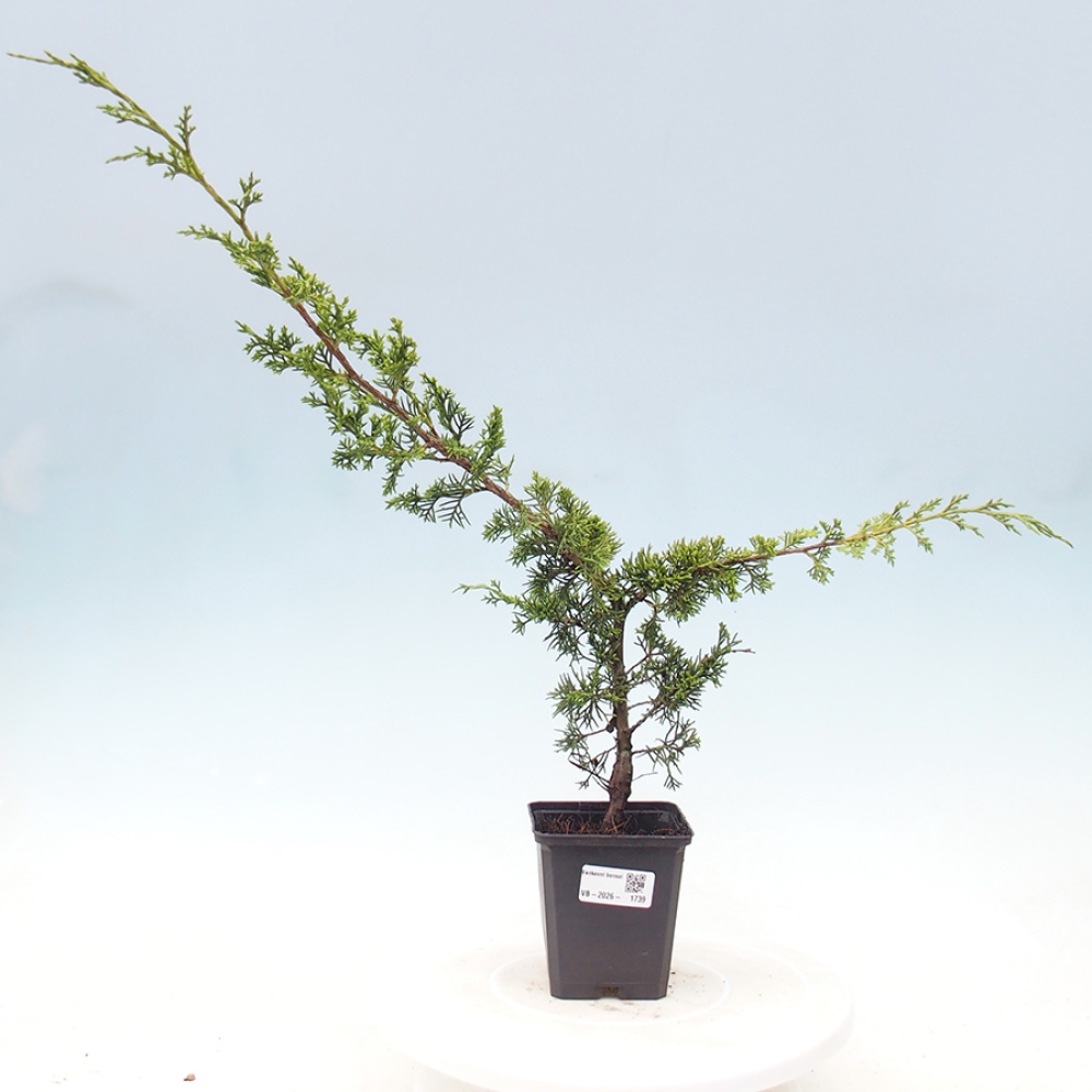 Outdoor bonsai - Juniperus chinensis Itoigawa