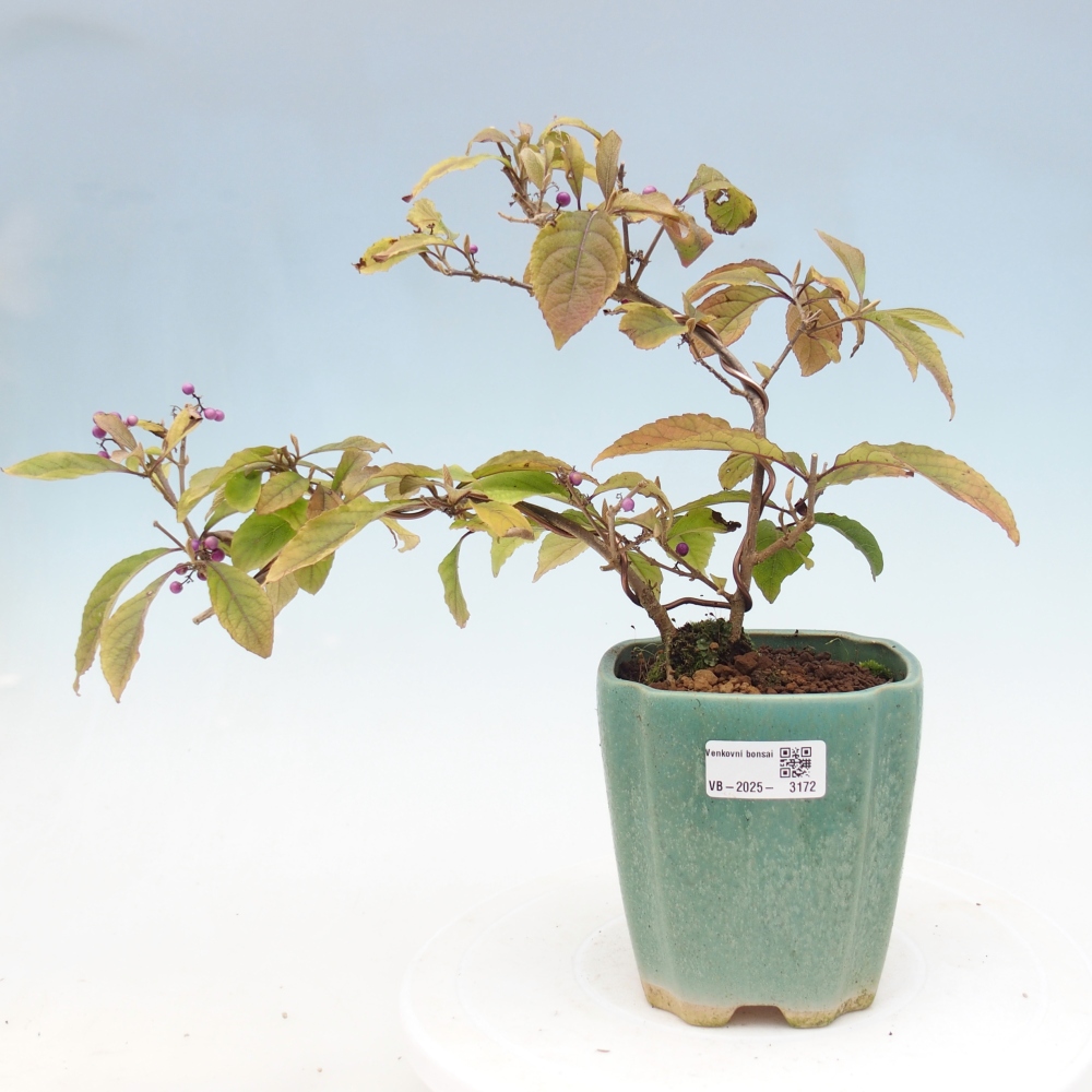Bonsai na świeżym powietrzu - piękna roślina - obfitość Callicarpa bodinierova