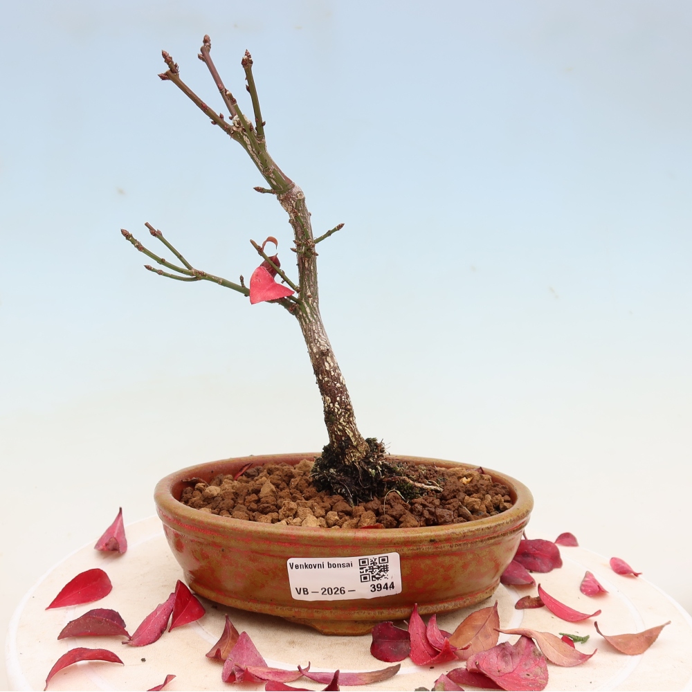 Bonsai ogrodowe – Euonymus alatus comactus – skrzydlaty