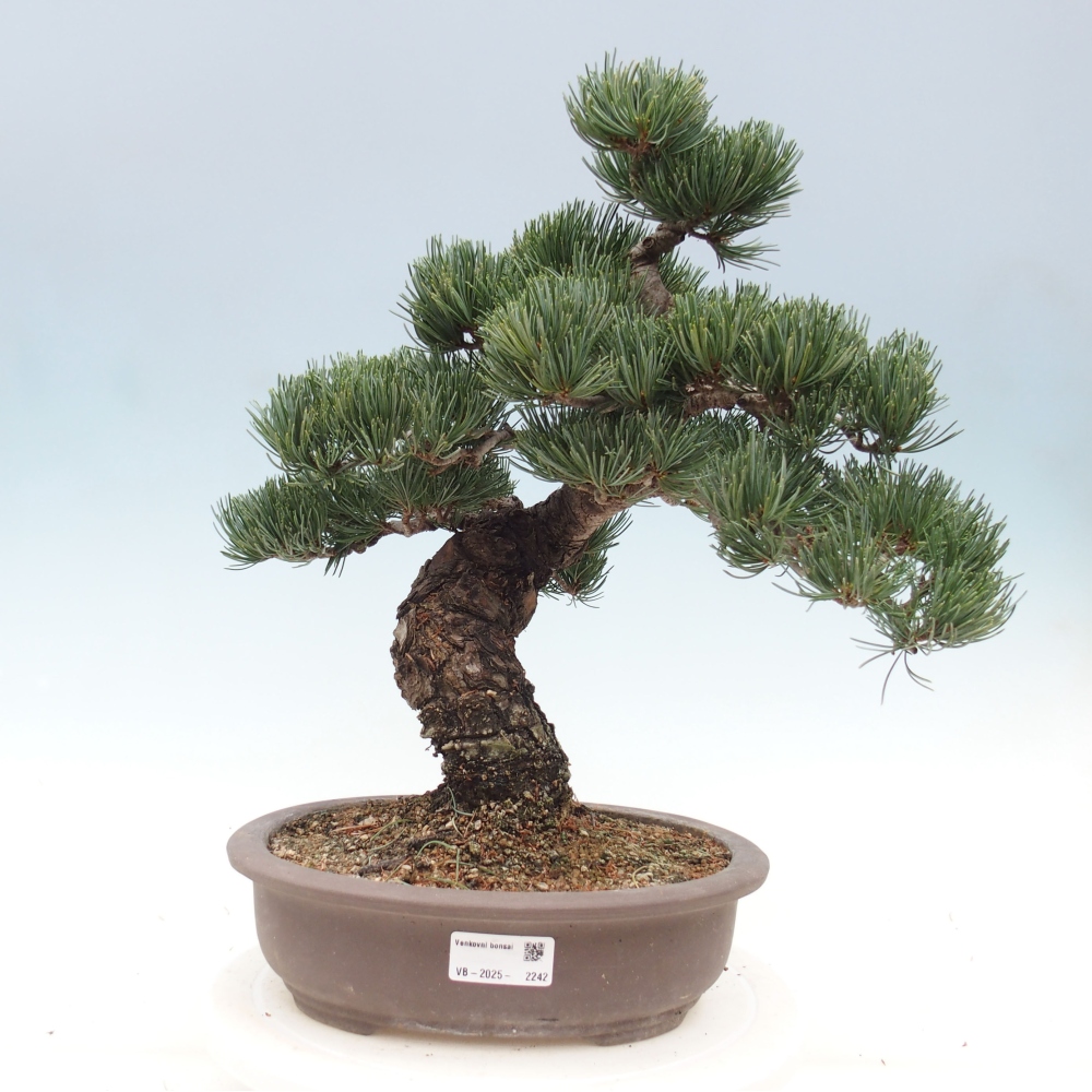 Outdoor bonsai - Pinus parviflora - Mała sosna