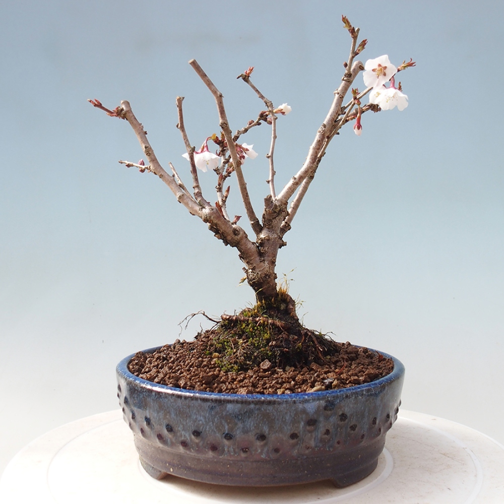 Bonsai zewnętrzne - Prunus incisa Kojou-no mai-cięcie śliwki