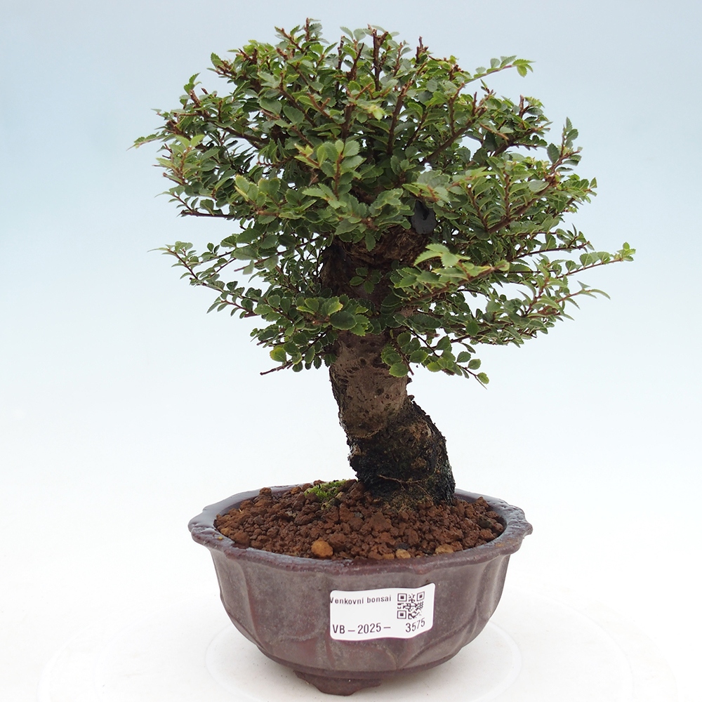 Bonsai zewnętrzne - Ulmus parvifolia Hokkaido - wiąz chiński