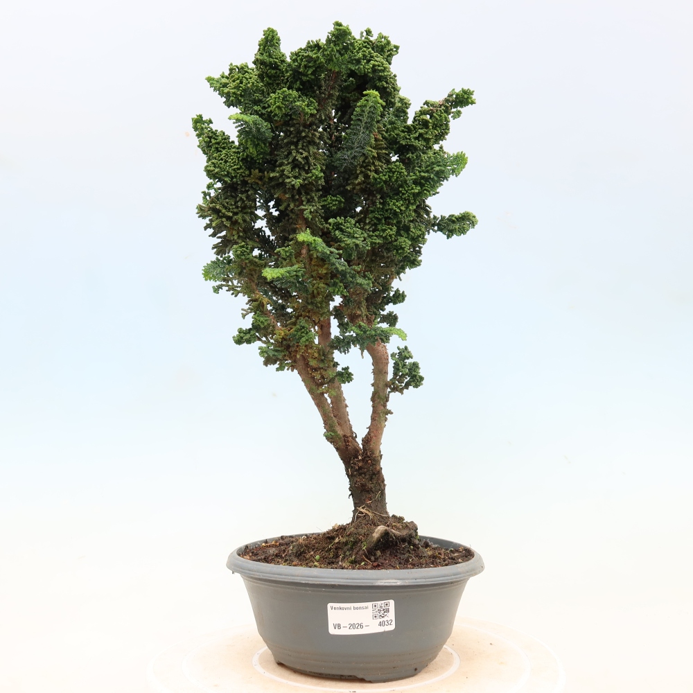 Bonsai zewnętrzne - Cham. obtusa SEKKA HINOKI - Cyprys