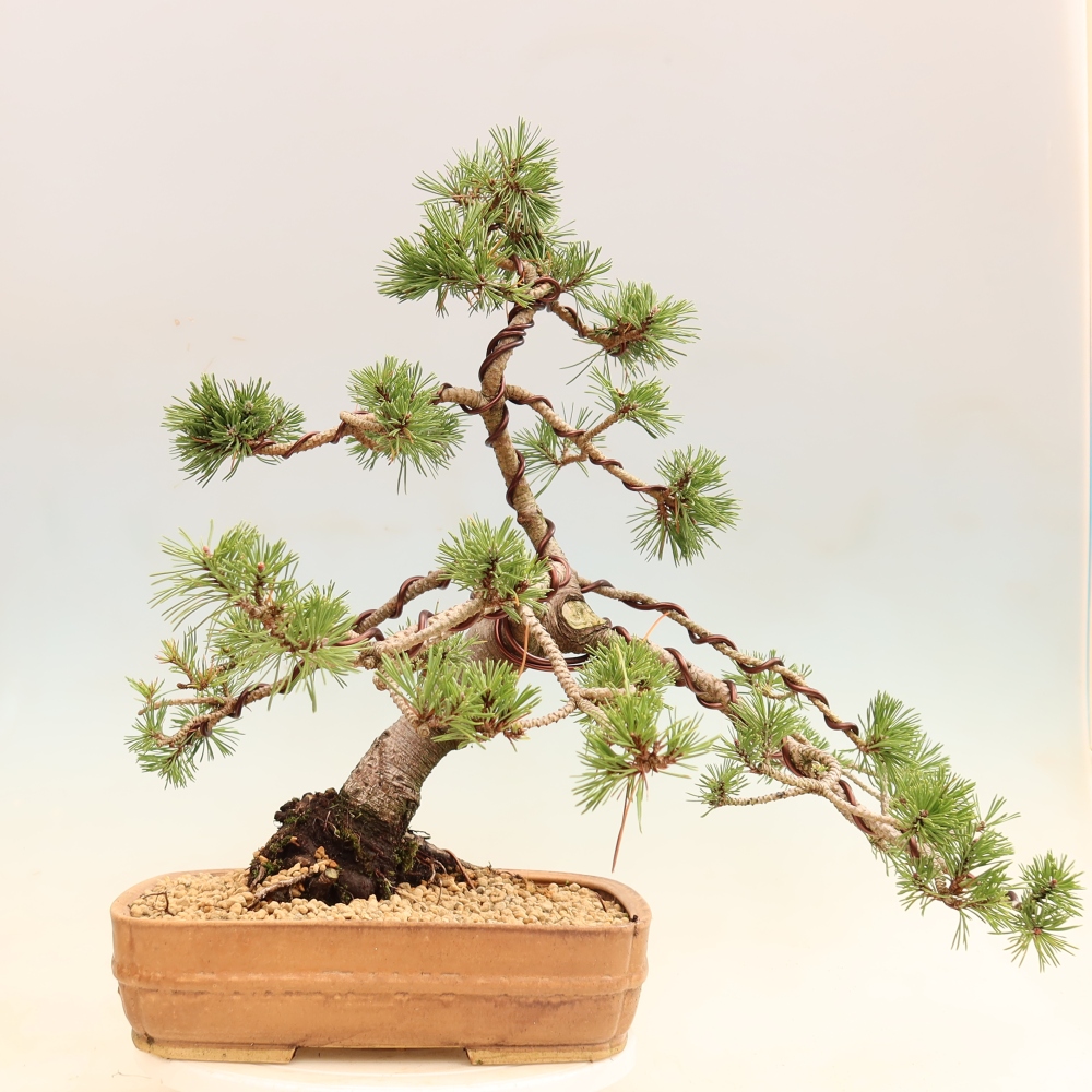 Bonsai ogrodowe – Pinus mugo Humpy – sosna karłowata