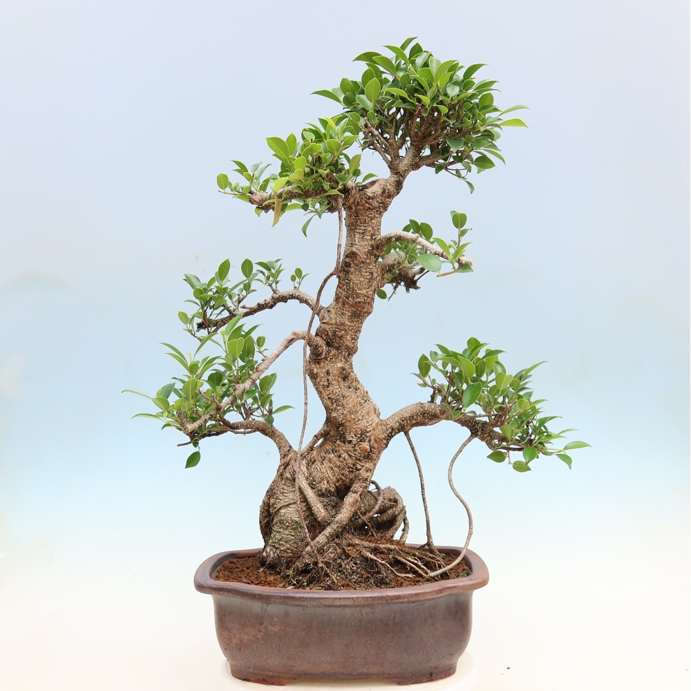 Pokój bonsai - Ficus kimmen - figowiec drobnolistny