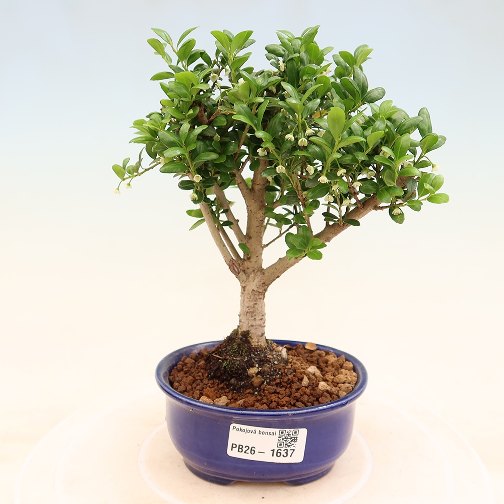 Pokój bonsai - Ilex crenata - Ostrokrzew