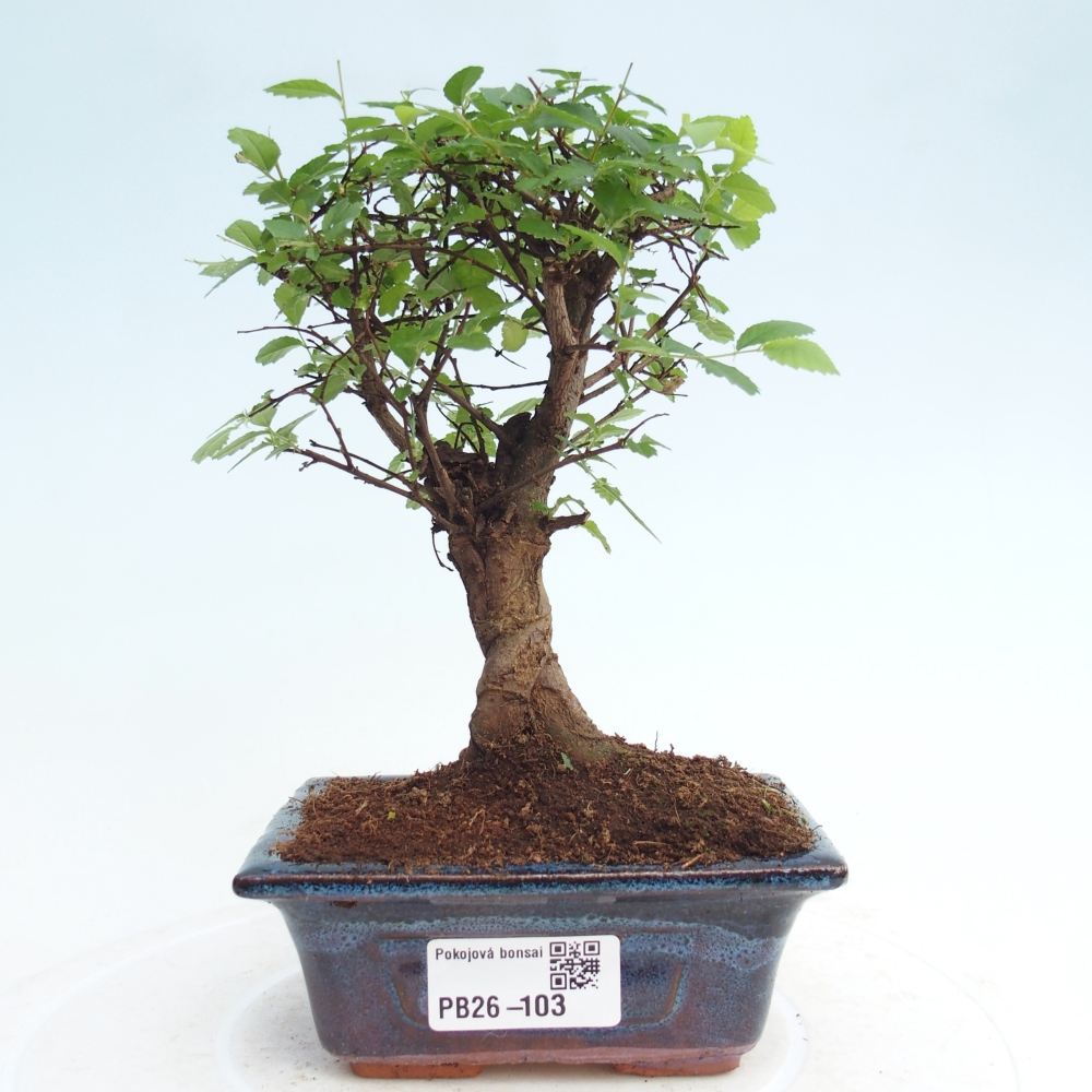 Pokój bonsai - Ulmus parvifolia - Wiąz drobnolistny