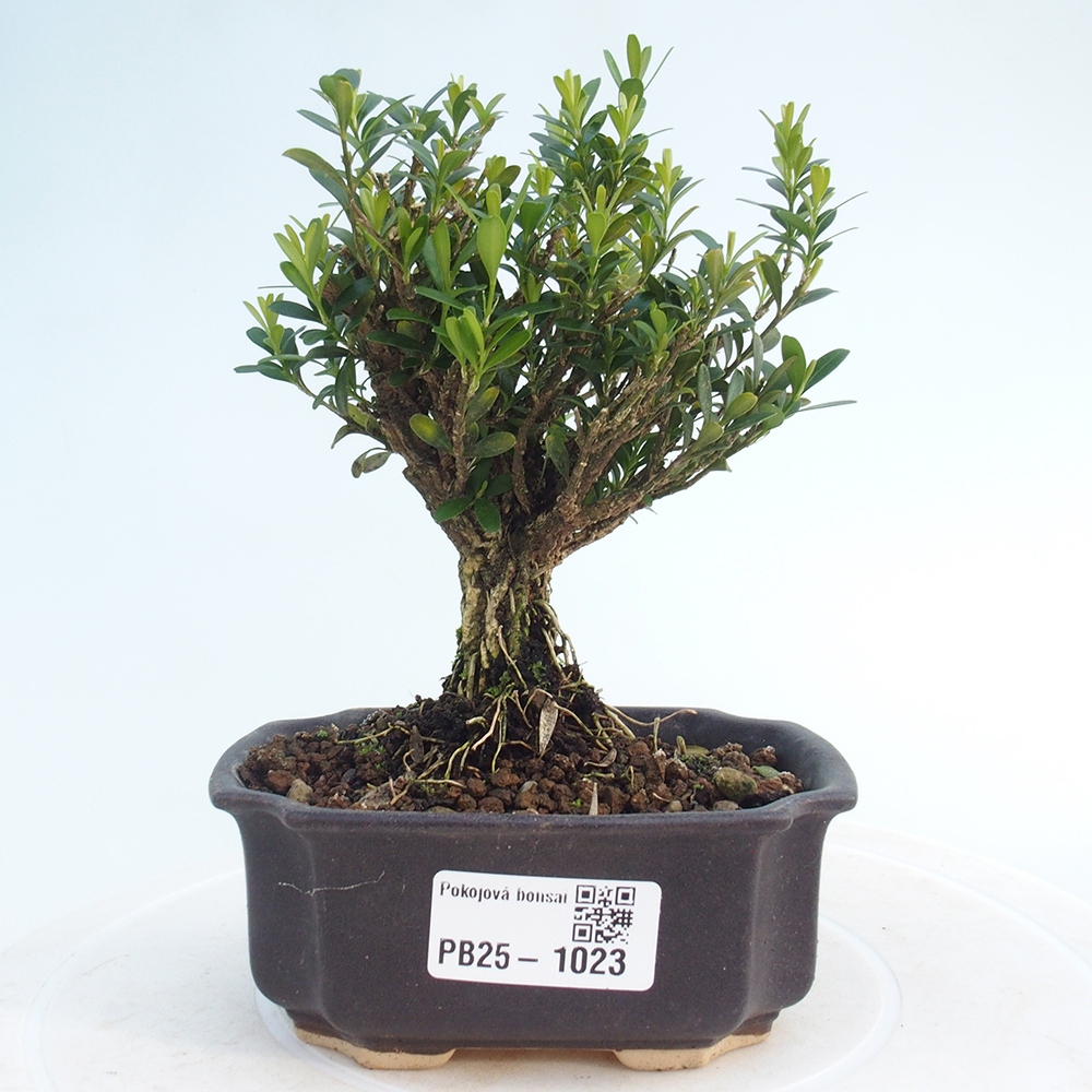 Bonsai pokojowe - Buxus harlandii - buxus korkowy