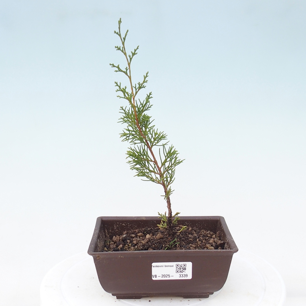 Outdoor bonsai - Juniperus chinensis Itoigawa - Jałowiec chiński
